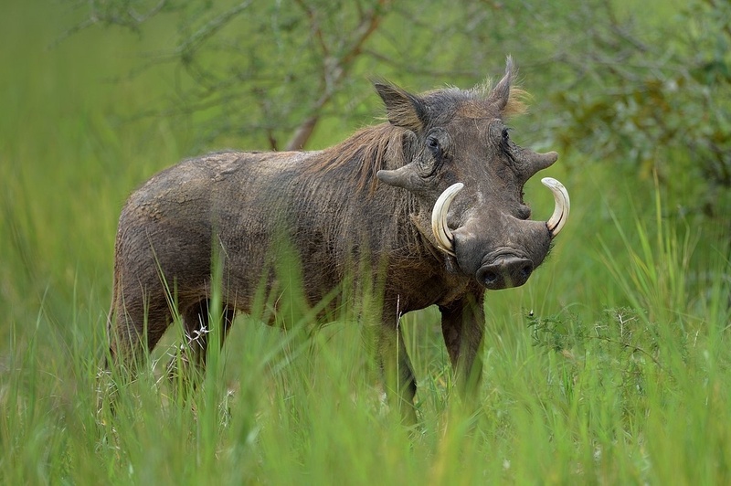 Pumba by Boštjan P