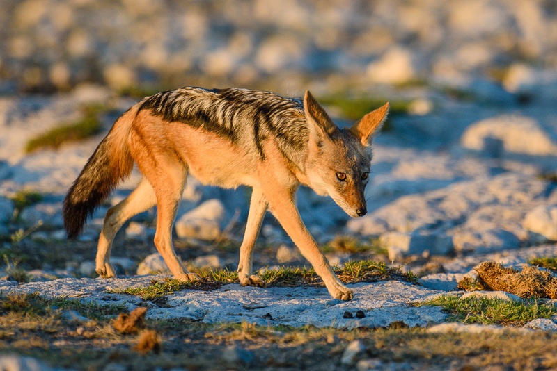 Black-backed jackal (Canis mesomelas) by Boštjan P
