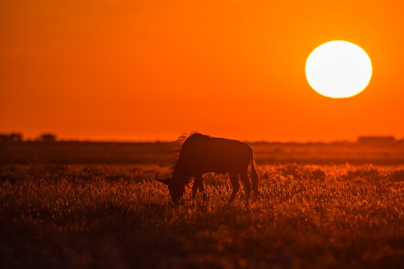 Gnu ob zori by Boštjan P