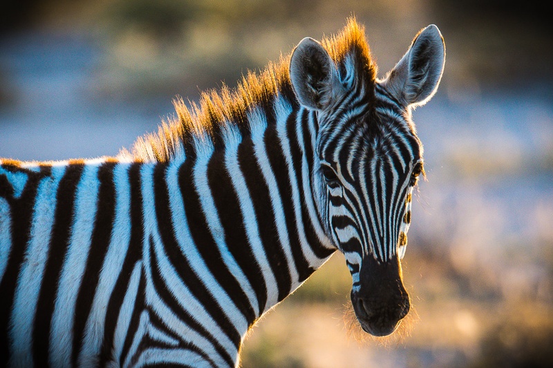 Zebra by Boštjan P