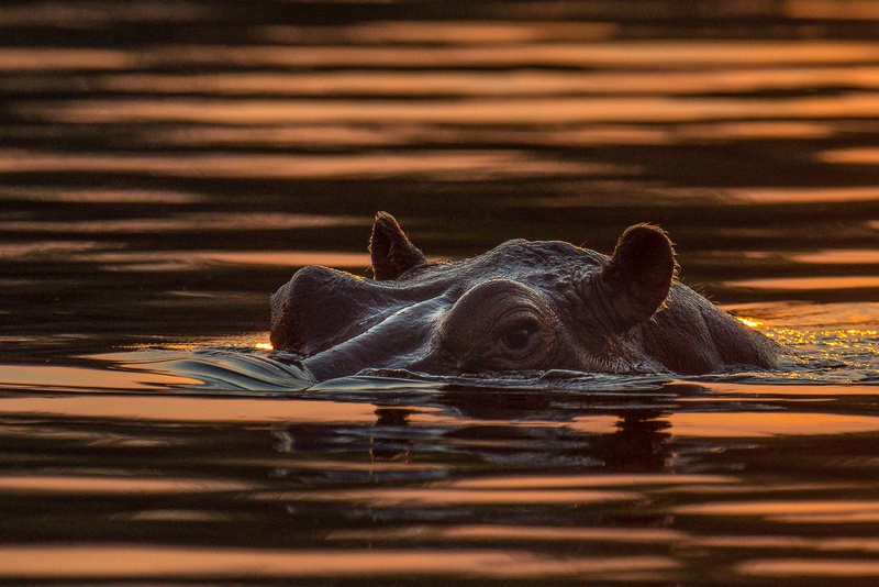 Hippo by Boštjan P