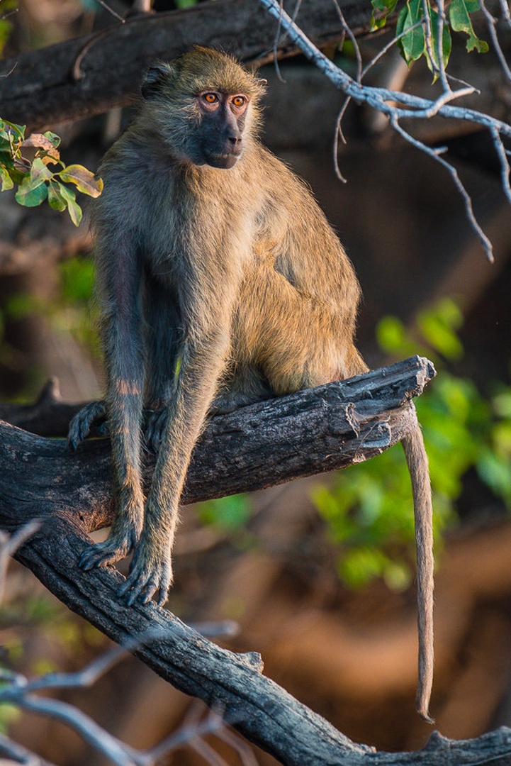 Vervet opica by Boštjan P