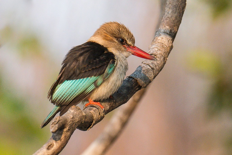 Brown Hooded Kingfisher by Boštjan P