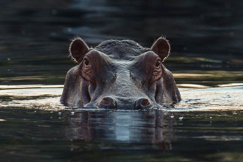 Hippo by Boštjan P