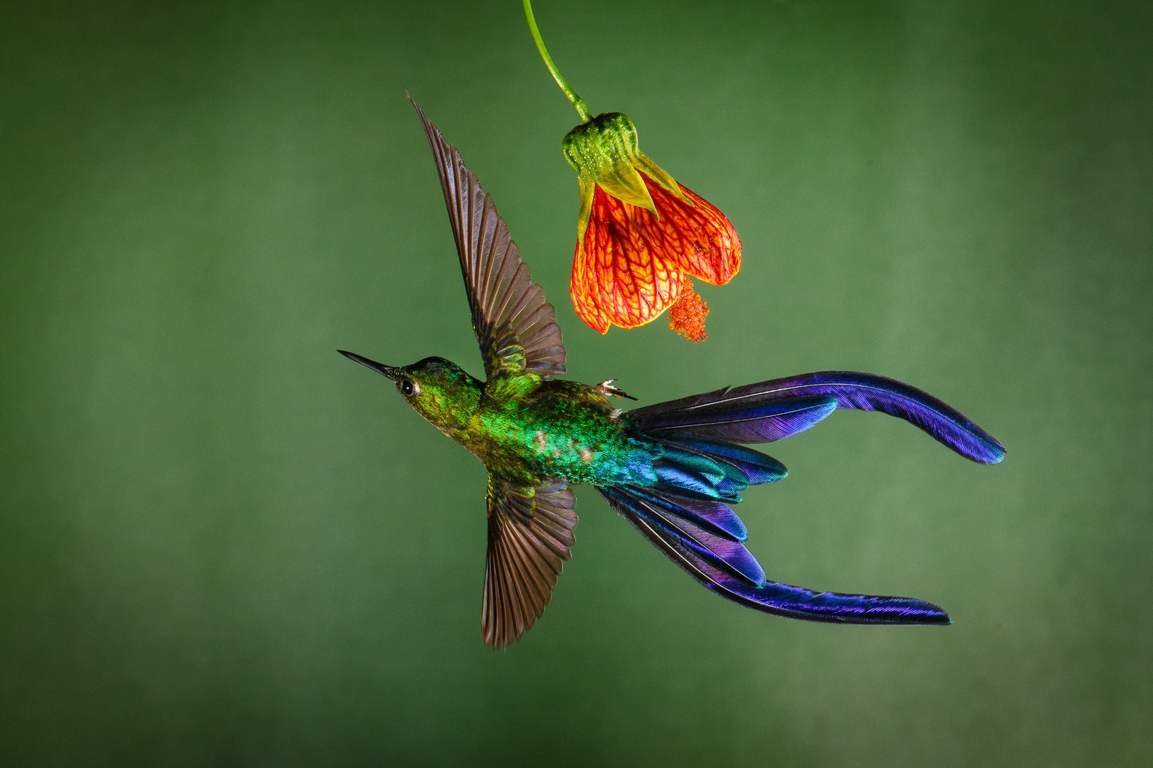 Colibri by Boštjan P