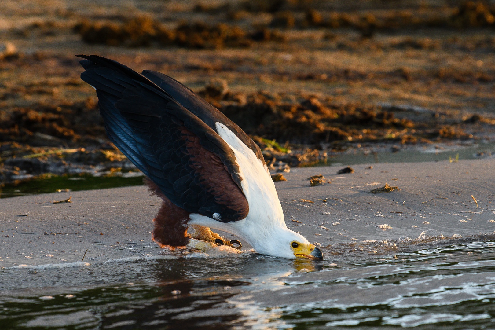 Fish eagle by Boštjan P