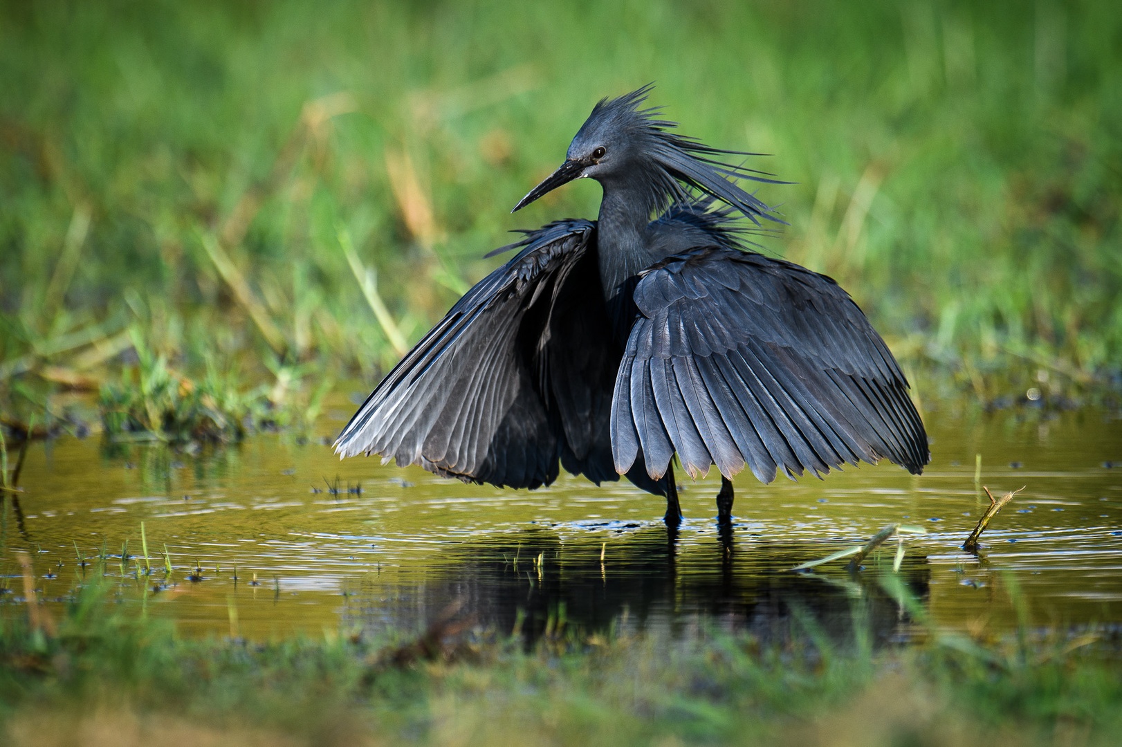 Črna čaplja (Egretta ardesiaca) by Boštjan P