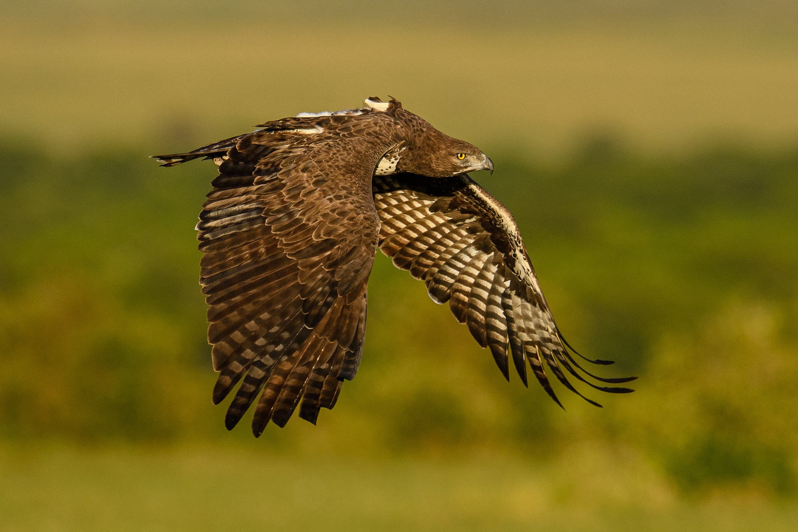 Martial eagle by Boštjan P