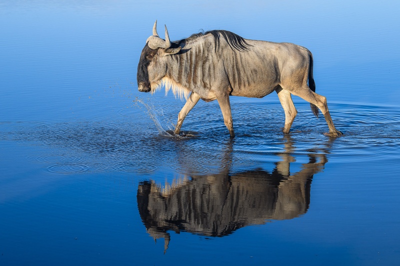 Gnu by Boštjan P
