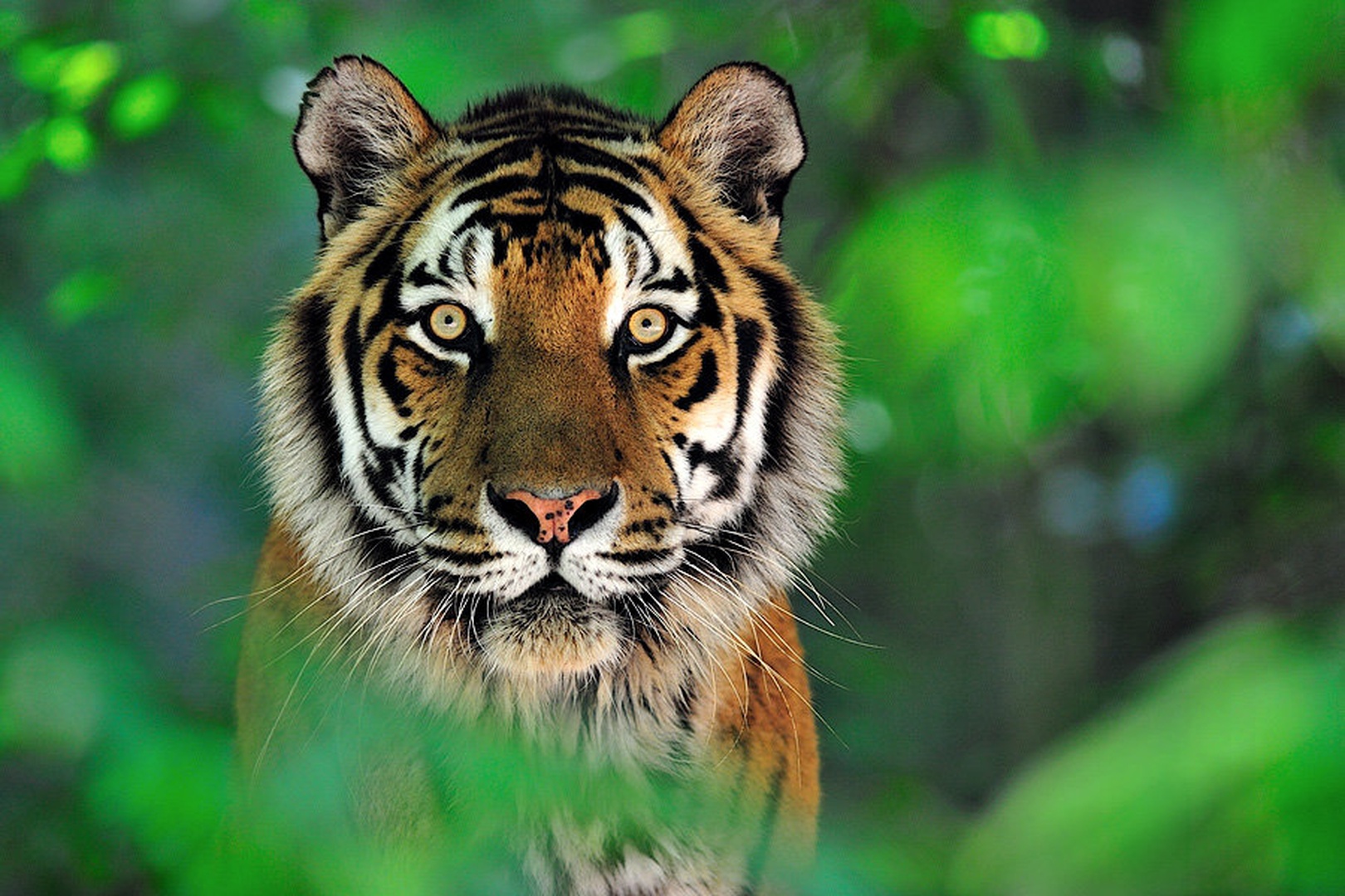 Panthera tigris altaica by Boštjan P
