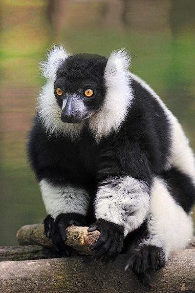 Lemur by Boštjan P