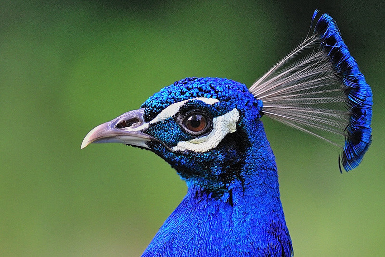 Pavo cristatus by Boštjan P