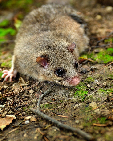 Polh /Glis Glis/ by Boštjan P