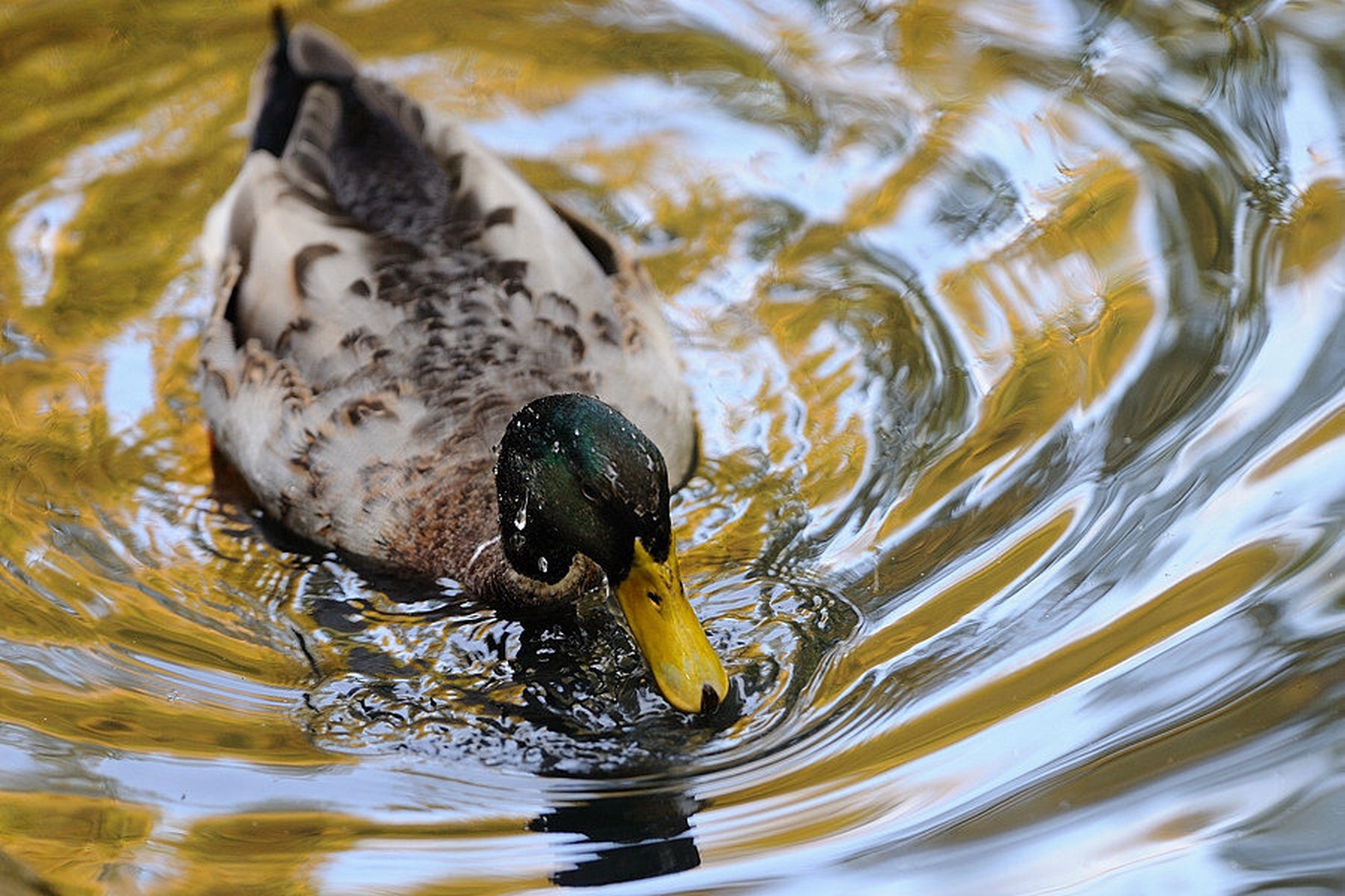 The duck on the liquid metal by Boštjan P