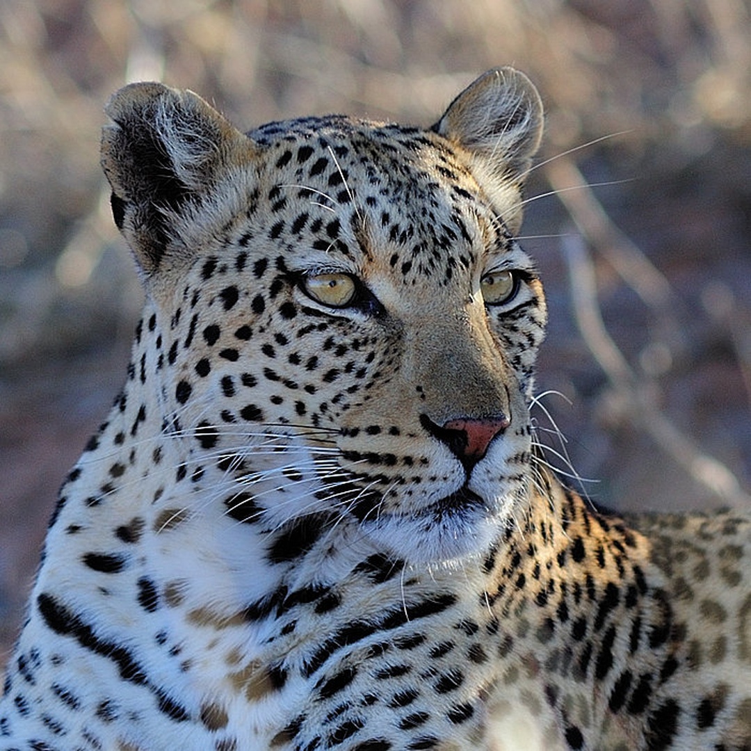 Leopard by Boštjan P