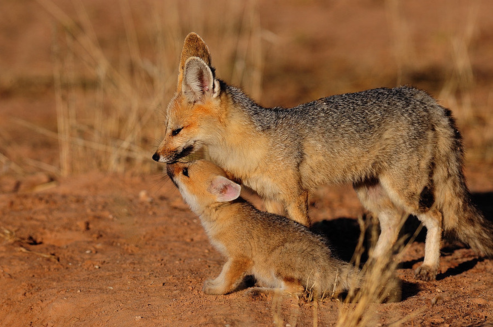 Cape fox by Boštjan P