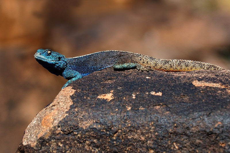 Namibijska Agama by Boštjan P