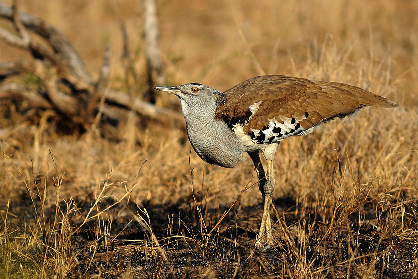 Kori Bustard (Ardeotis kori) by Boštjan P
