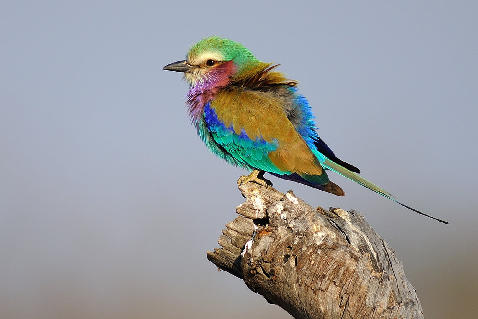 Lilac-Breasted Roller (Coracias caudatus) by Boštjan P