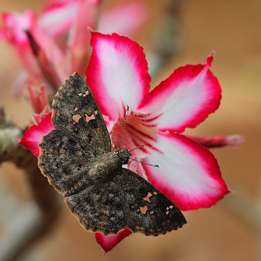 Impala lily (Adenium multiflorum)+ by Boštjan P