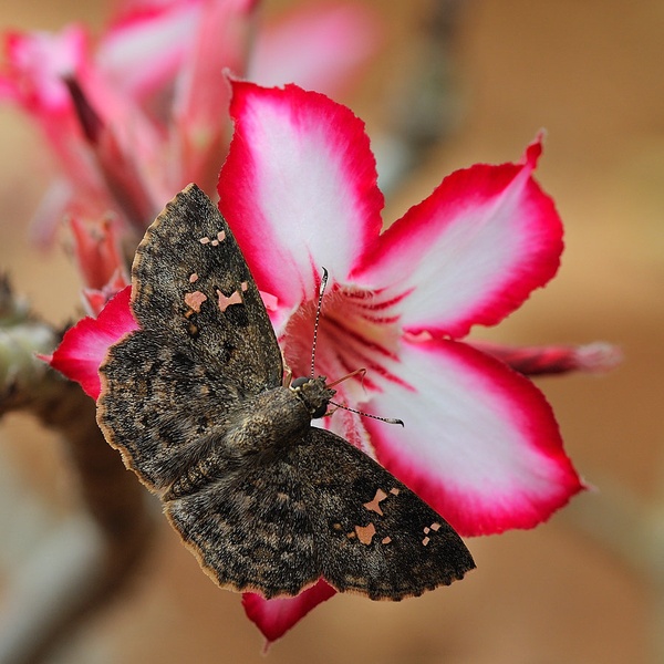 Impala lily (Adenium multiflorum)+ by Boštjan P