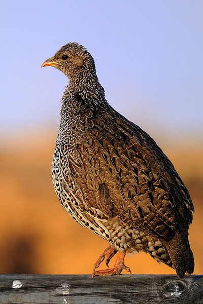 Frankolin (Francolinus natalensis) by Boštjan P