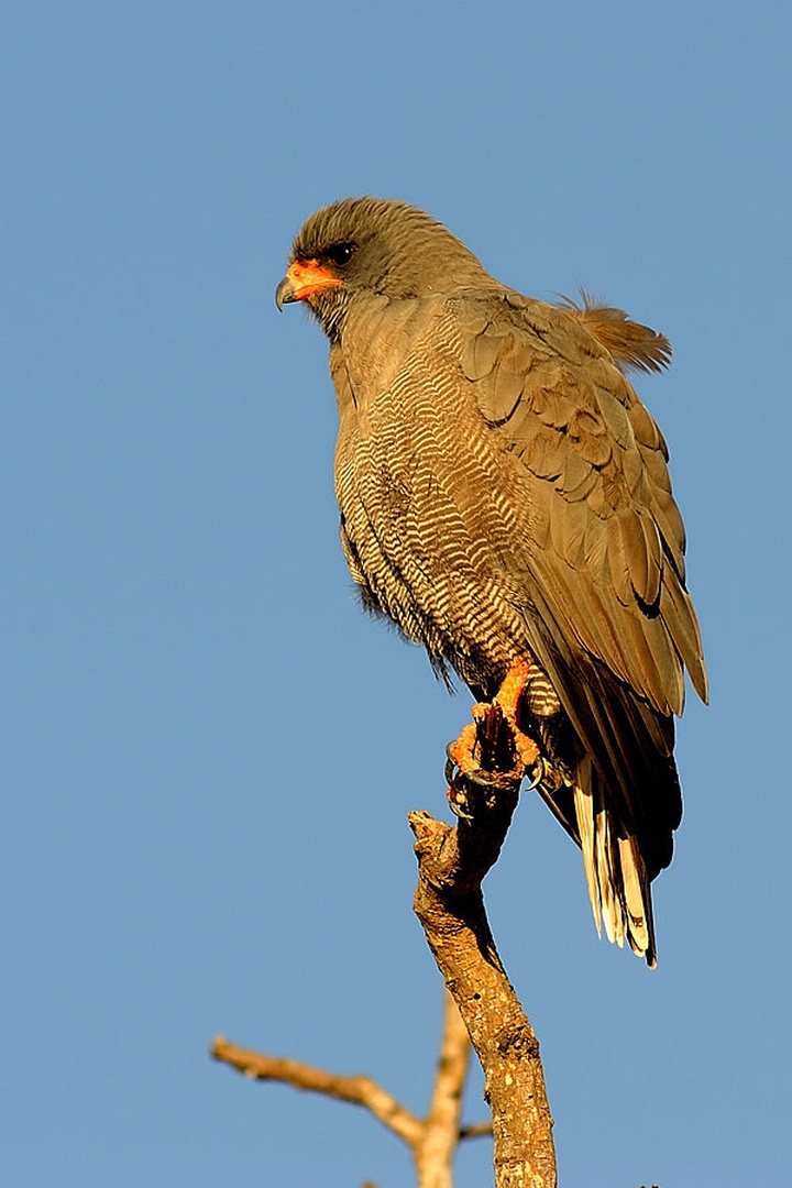 Goshawk by Boštjan P