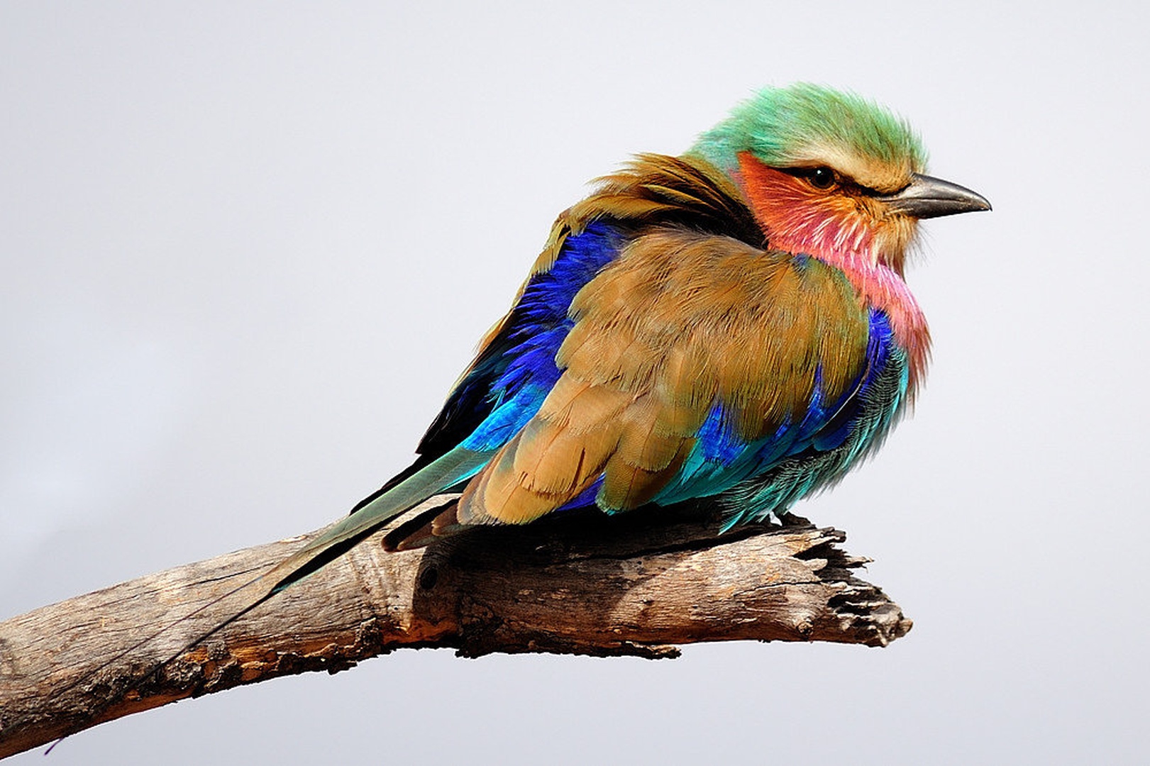 Lilac-Breasted Roller (Coracias caudatus) by Boštjan P