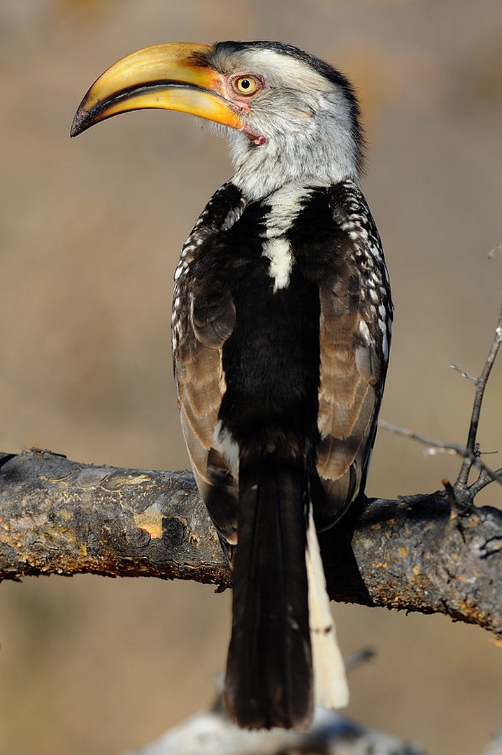 Yellow-billed hornbill by Boštjan P
