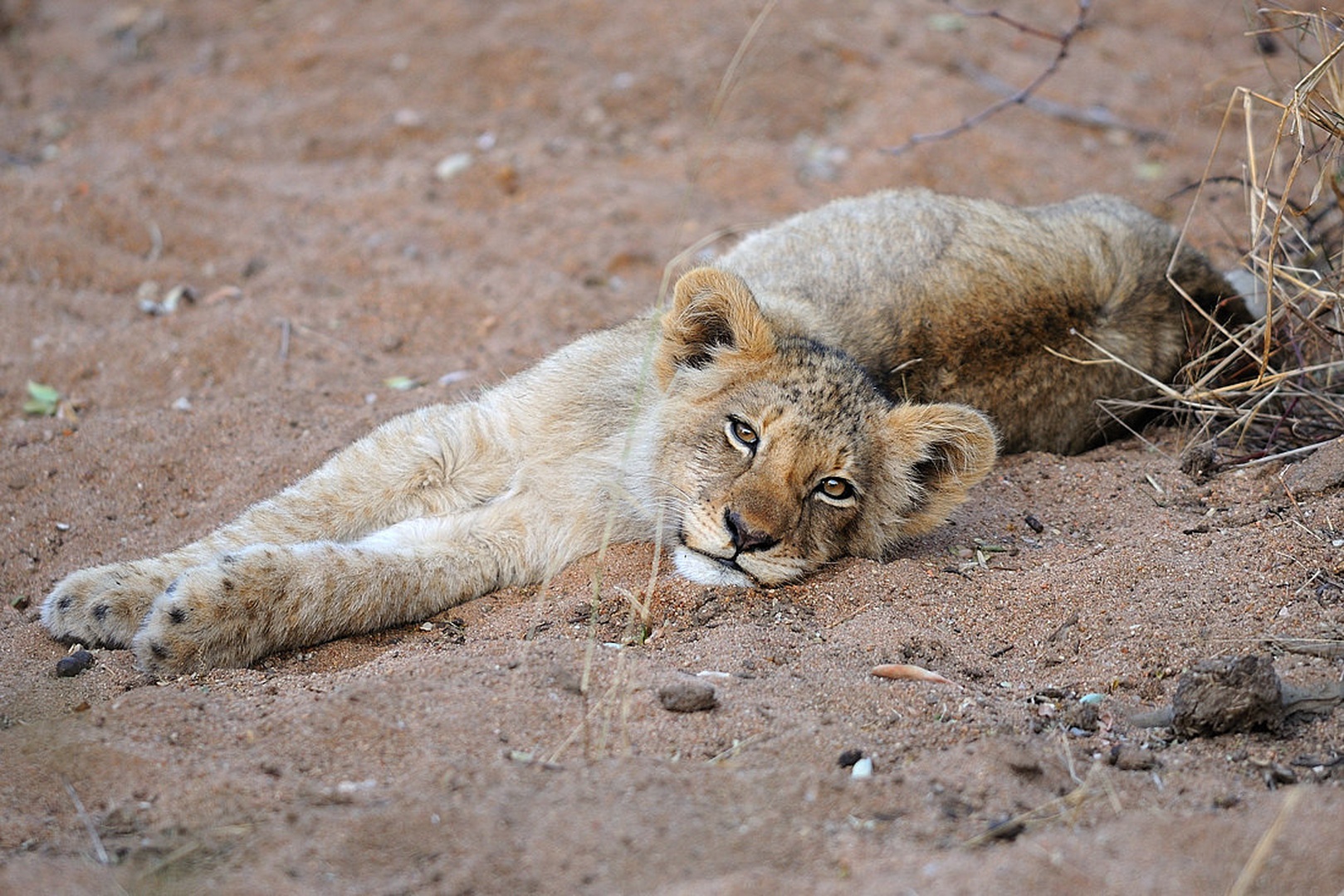 Siesta by Boštjan P