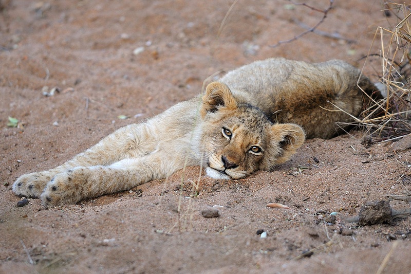 Siesta by Boštjan P