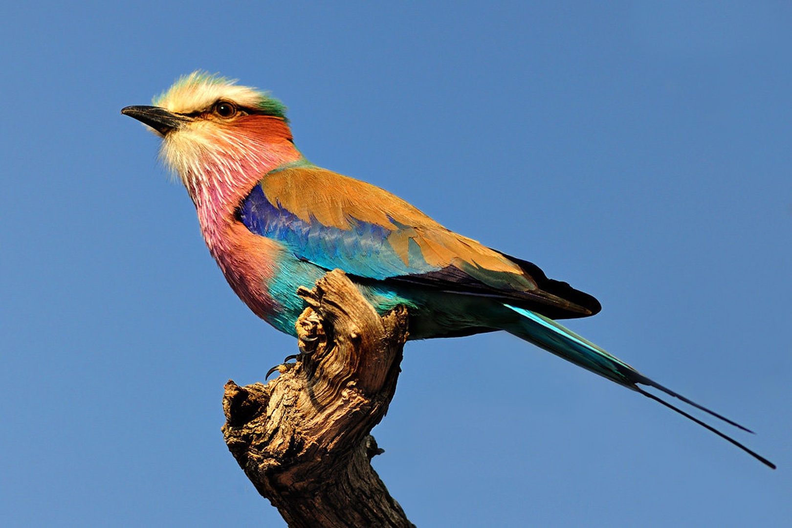 Lilac-Breasted Roller (Coracias caudatus) by Boštjan P