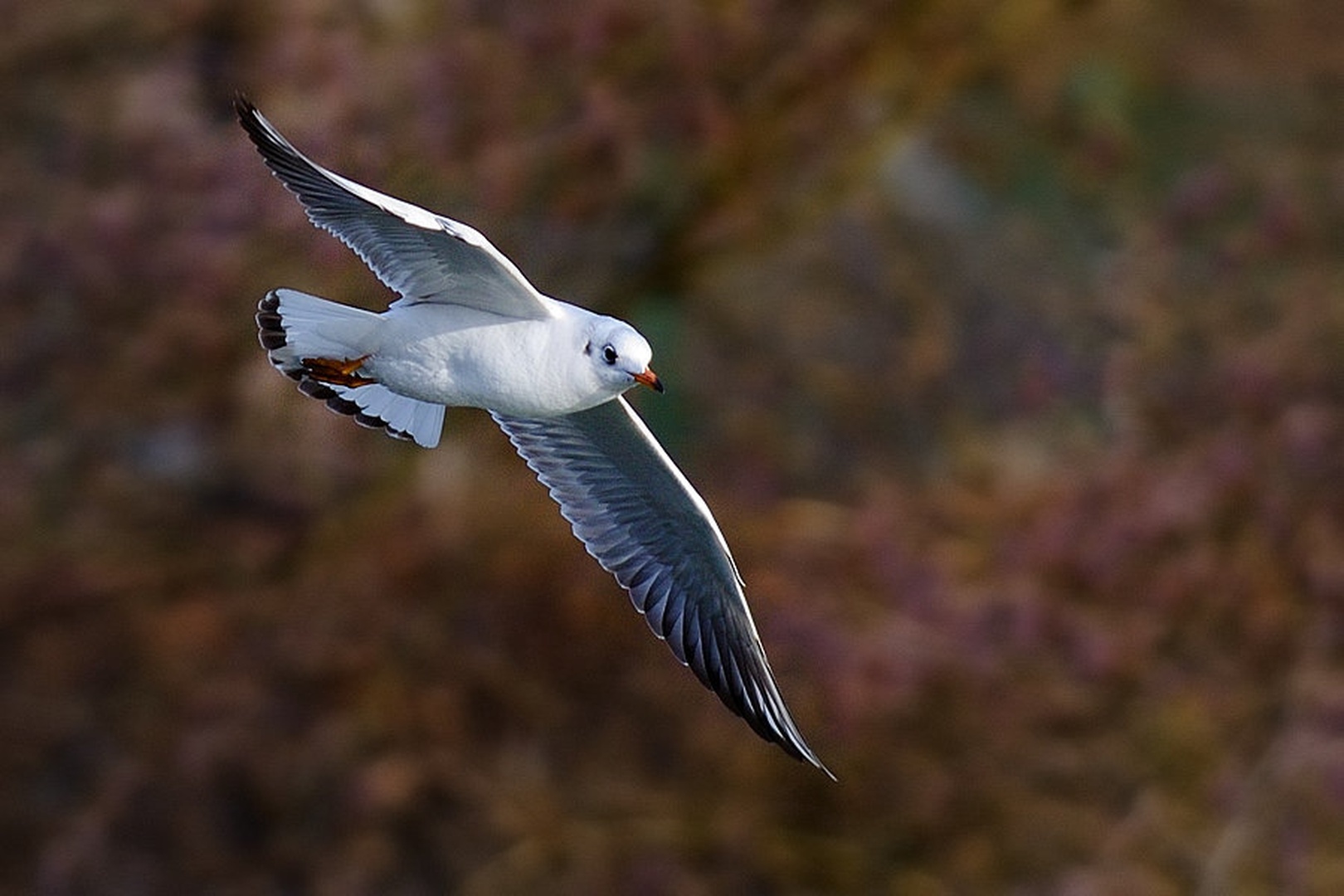 Letalec  (Larus ridibundus) by Boštjan P