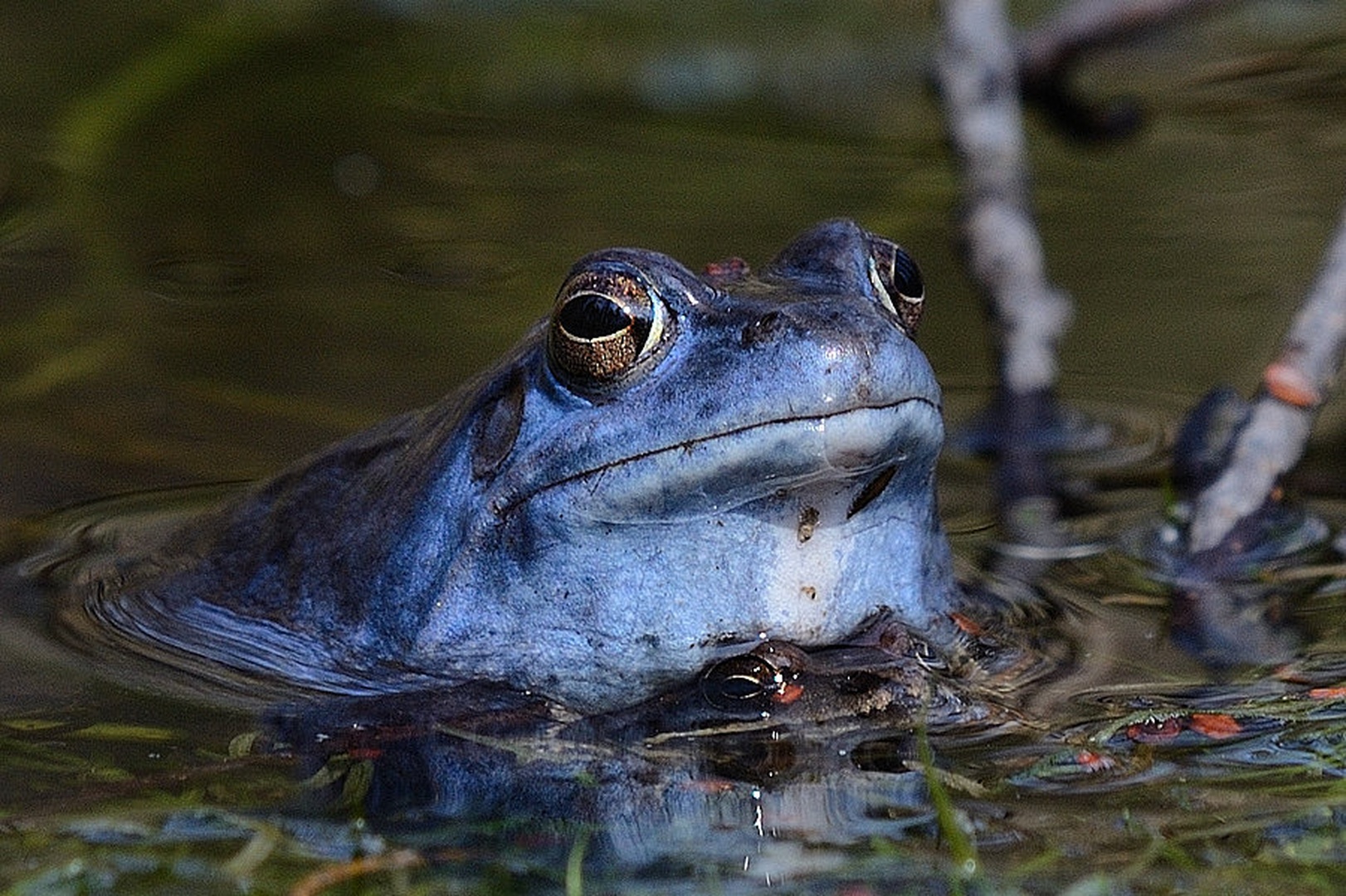 Plavček (Rana Arvalis) by Boštjan P