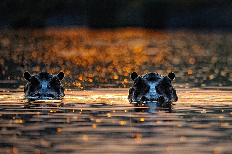 Jutro na reki Kafue by Boštjan P
