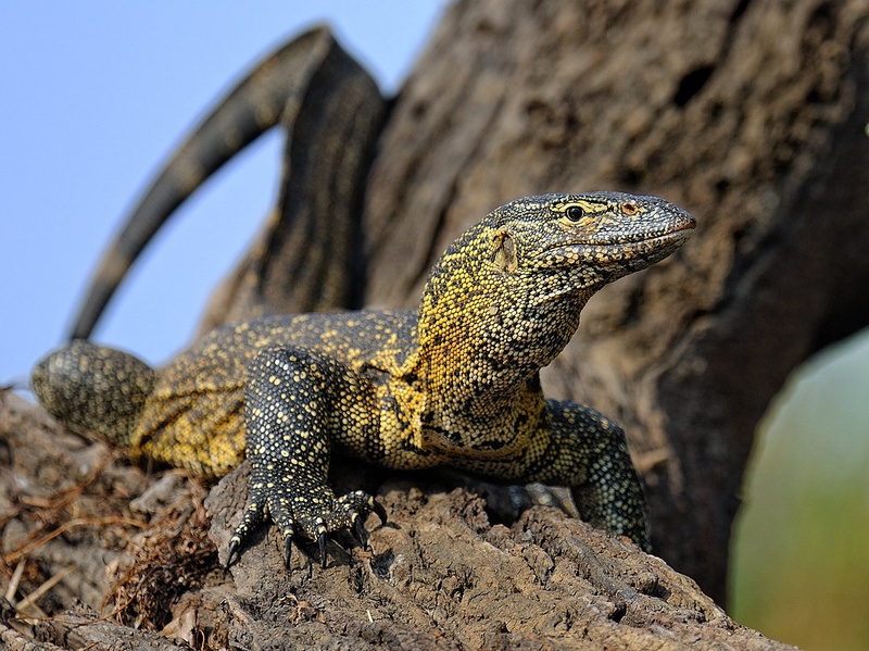 Varanus niloticus by Boštjan P