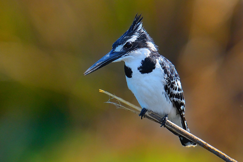 Pied Kingfisher (Ceryle rudis) by Boštjan P