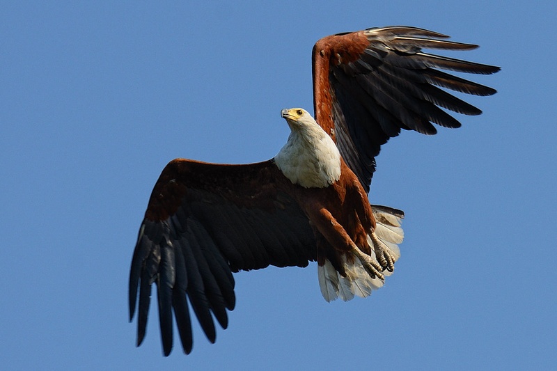 Ribji orel - Fisheagle by Boštjan P