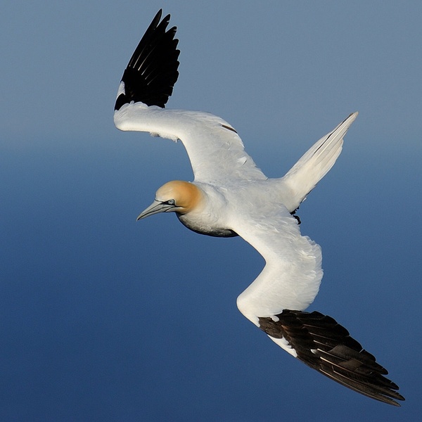 Strmoglavec II (Morus bassanus) by Boštjan P