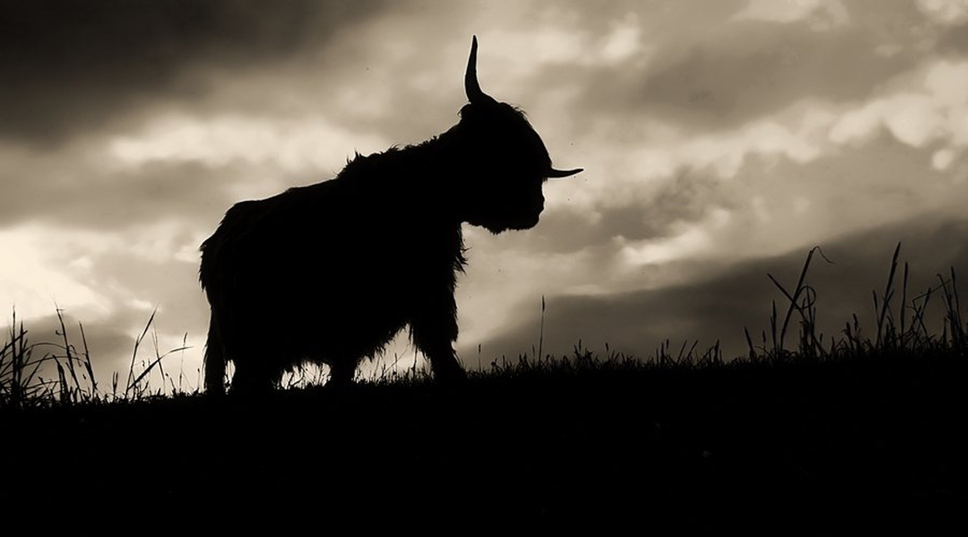 bull by Albin Bezjak