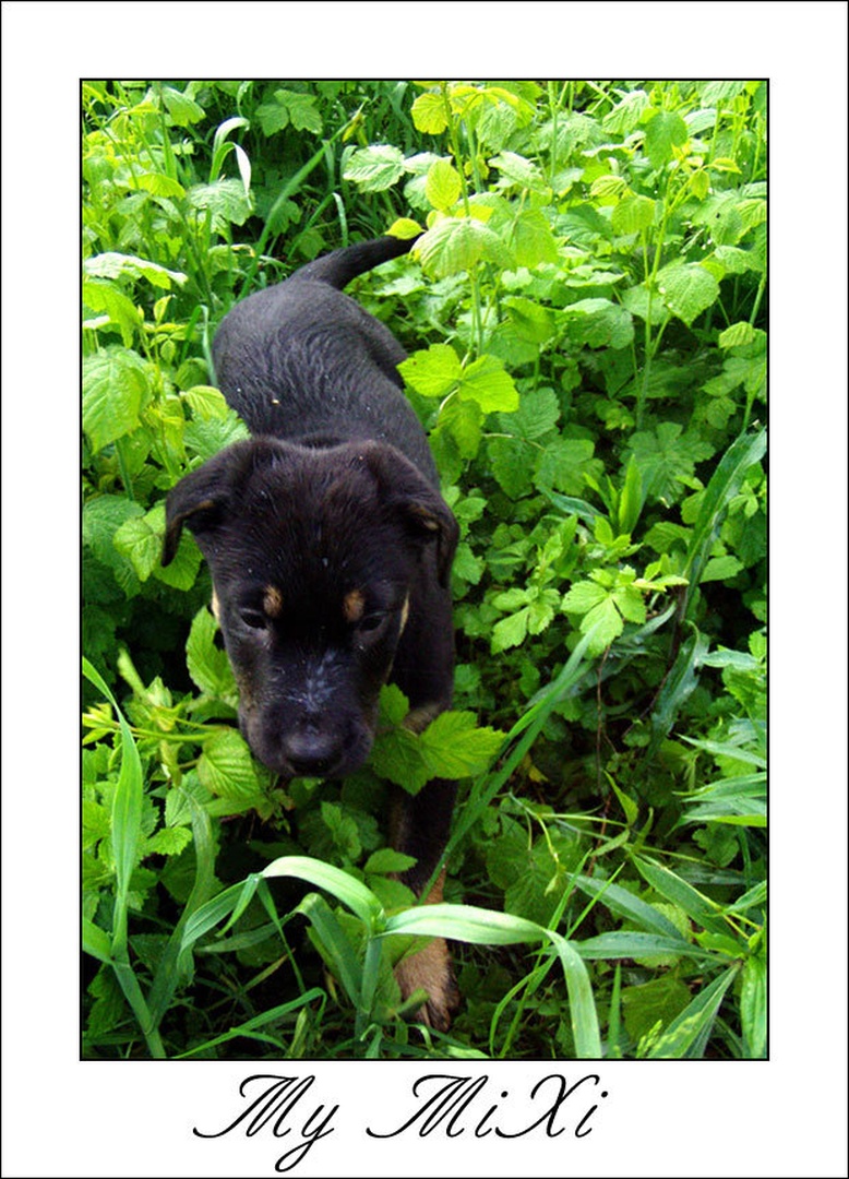 My MiXi by