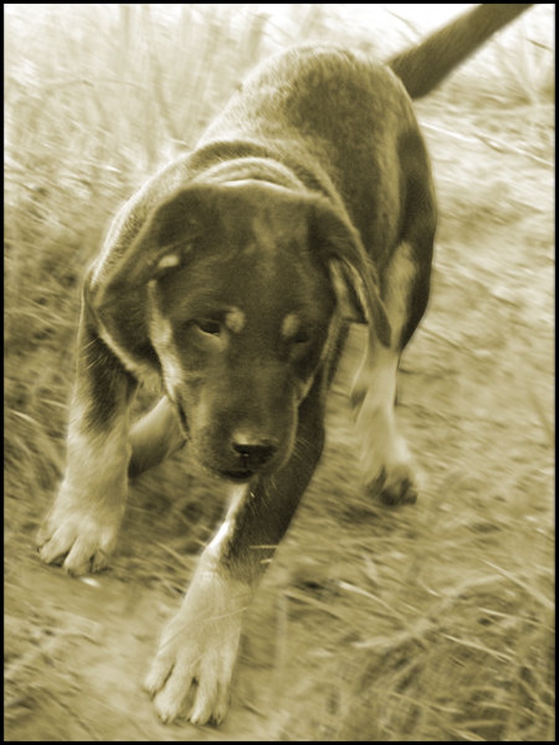 Dirka by