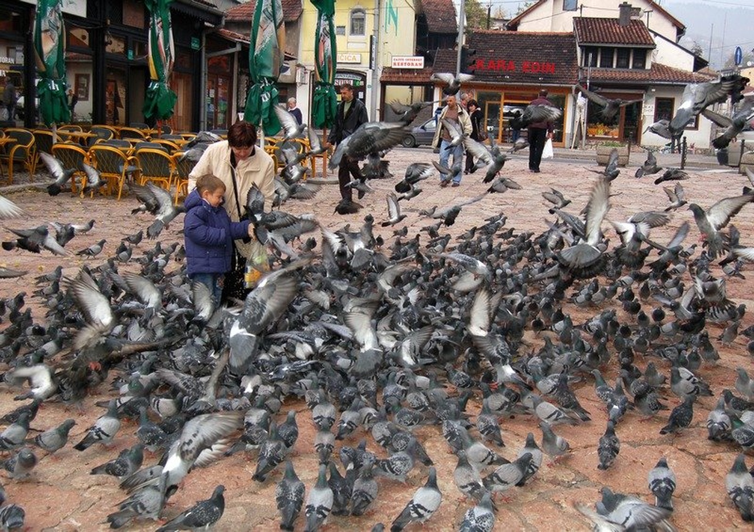 Pigeon attack by Dejan Bogdanov