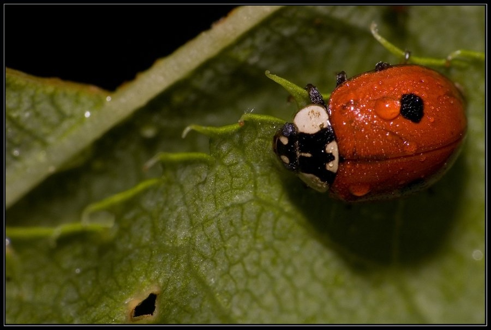 Ladybug by Dejan Bogdanov