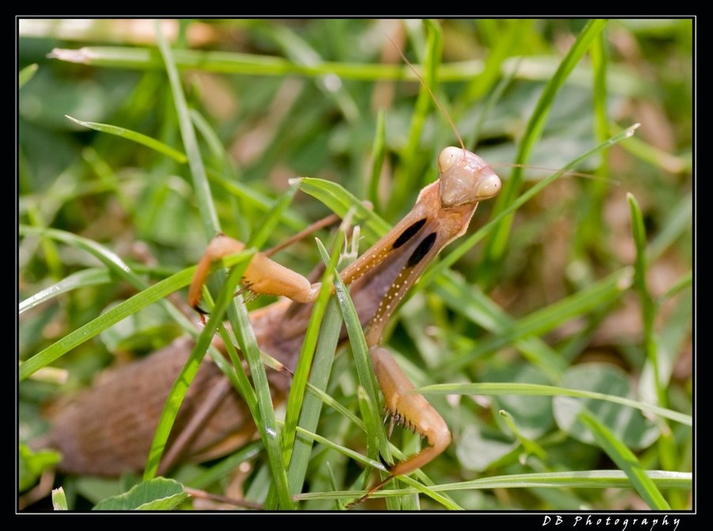 (Praying) Mantis by Dejan Bogdanov