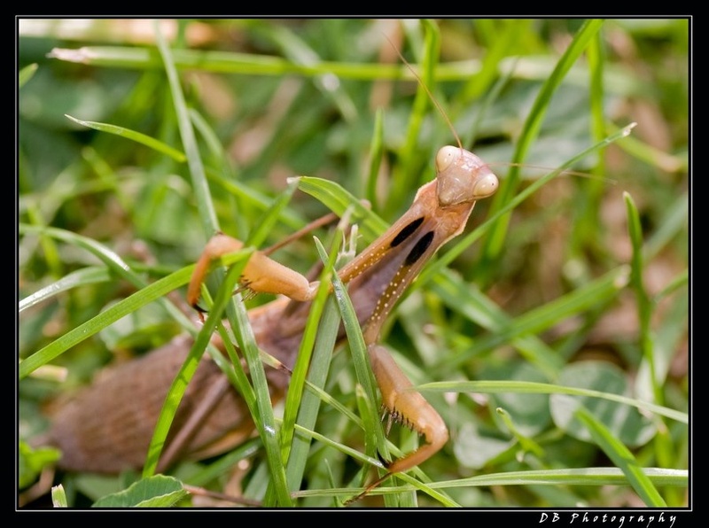 (Praying) Mantis by Dejan Bogdanov