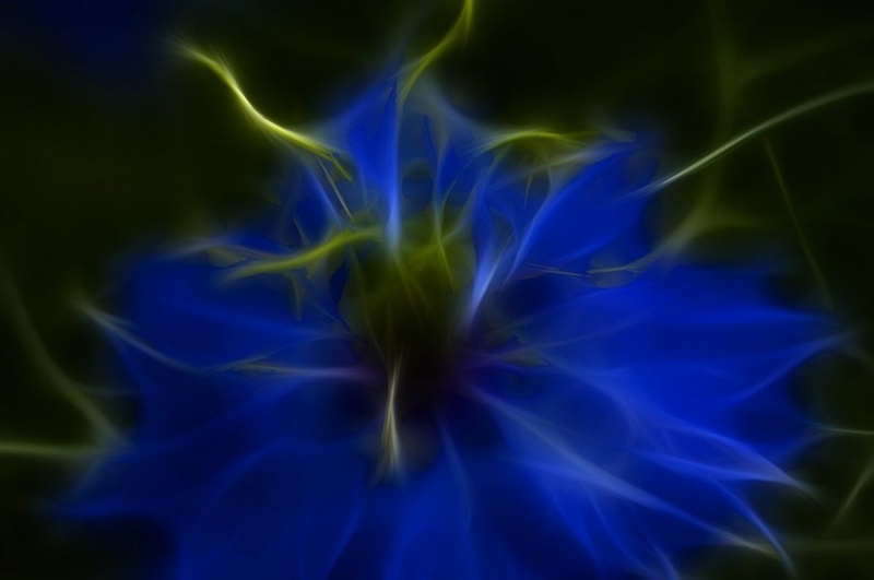 Flower burning by Dejan Bogdanov