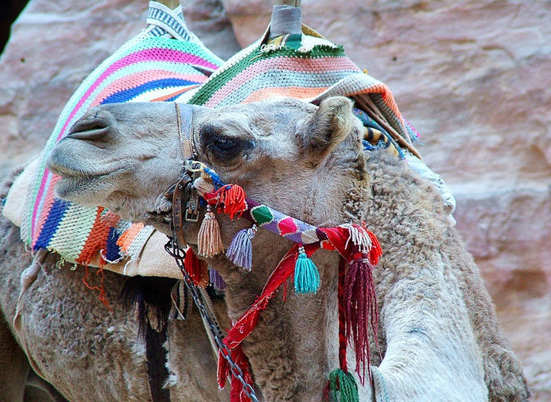 camel by Miha Travnik