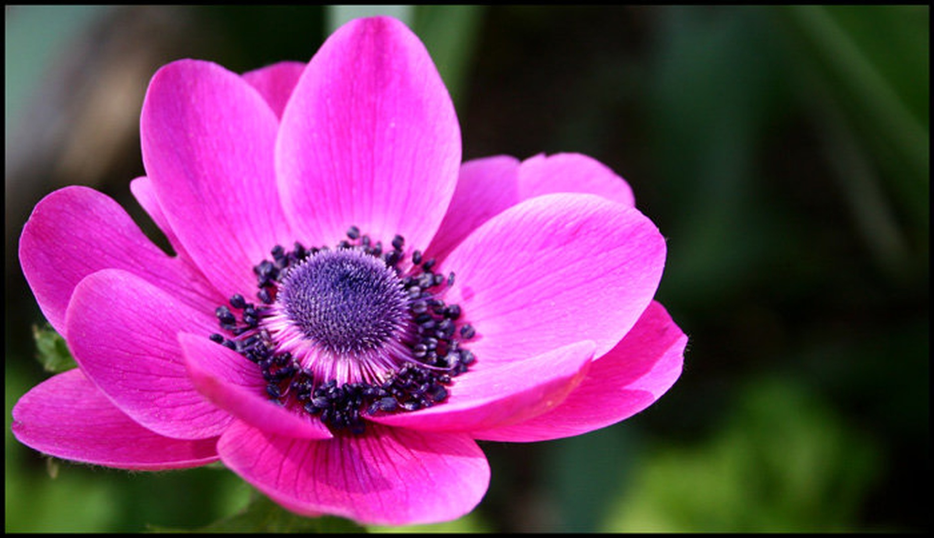 Pink by Miha Travnik