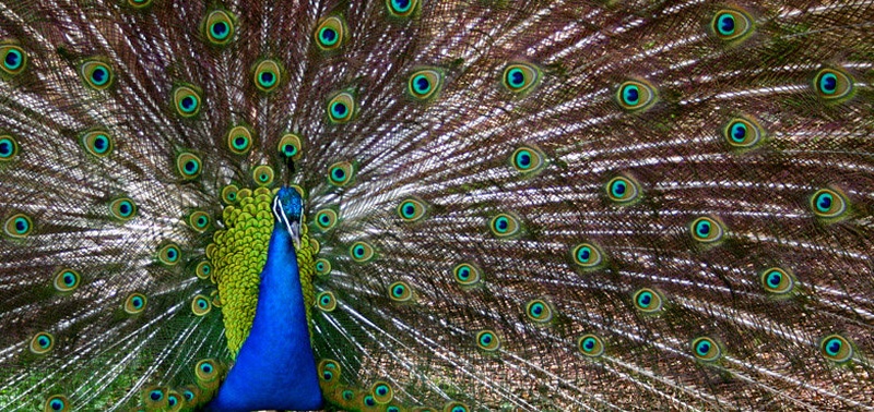 Peacock by Miha Travnik